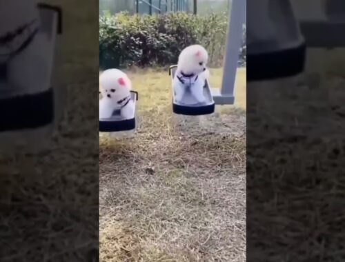cute puppy white playing