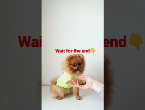 wait for the end !!cute puppy#shorts