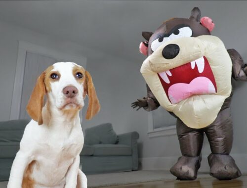 Puppy vs Tasmanian Devil Prank! Cute Puppy Indie Gets Help from Funny Dogs Maymo, Penny & Potpie
