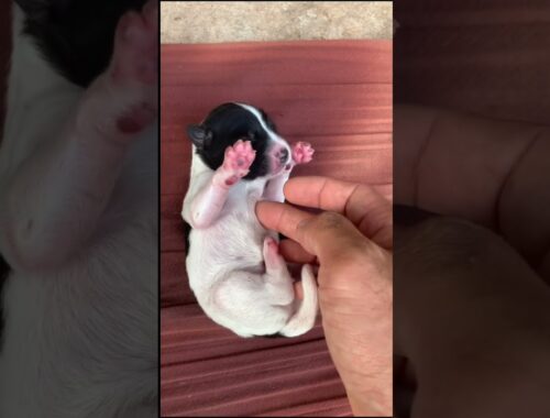 Puppies-just 2 days old #cutepuppy #cutepets #puppies #puppy #petlover #pet #pets #subscribe #short