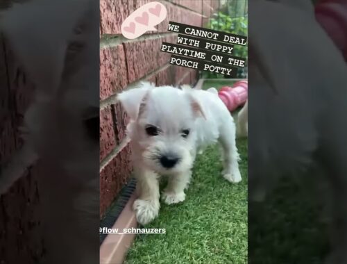 Some really cute puppy play time