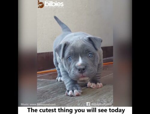 Cute Puppy pitbull #shorts #pitbull #pitbullpuppy #puppy #puppies #doglover #dog #dogsales #tiktok