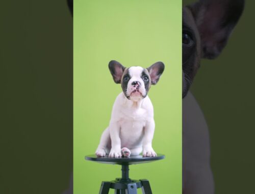 Cute Puppy Sitting on a Stool  - Natural Beauty Scene | #shorts