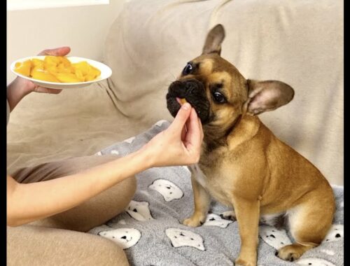 cute puppy eats mango for the first time | French bulldog