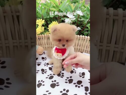 Cute Puppy with Sound