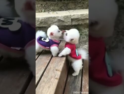 Cute Pet | Cute Puppy | Cute Dog