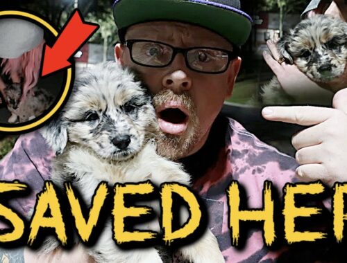 Cute Puppy SAVED From GETTING KILLED - This Broke Our Hearts
