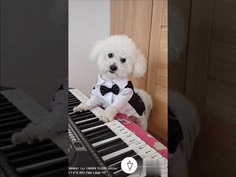 Funny Piano Playing Cute Puppy #Shorts