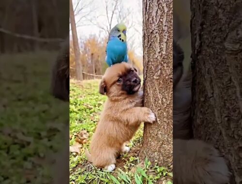 Cute Puppy And Parrot #shorts