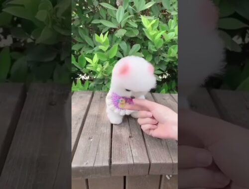 Cute Puppy #shorts #trending #viral #youtube #reels #youtubeshorts