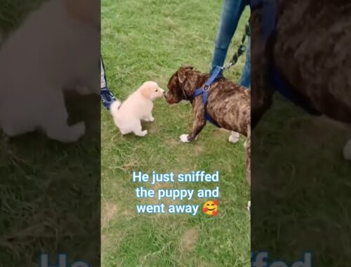 Pitbull doesn't harm a cute puppy