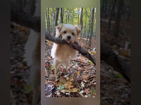 cute puppy - cute baby animals videos compilation cutest moment of the animals - cutest puppies #2