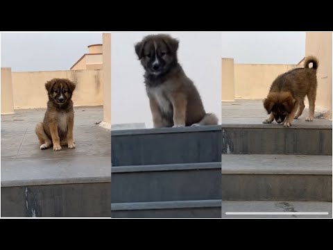 Cute puppy Compilation 2021 || Funny puppy video