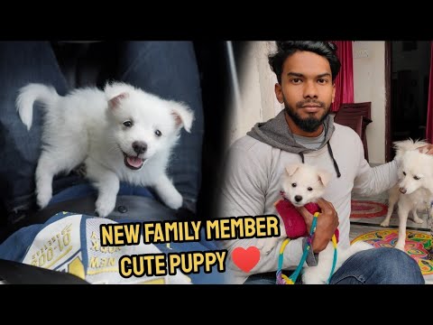 CUTE PUPPY | NEW FAMILY MEMBER IN HOUSE | VikashBT