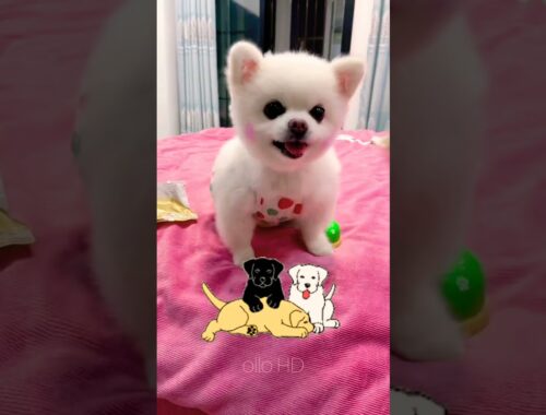 so cute puppy dog pressing bell for food. #viral #dog #dogslover  #animallover