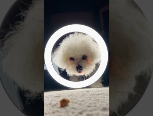 LOVE YOU FOR INFINITY Cute Puppy version | TIKTOK