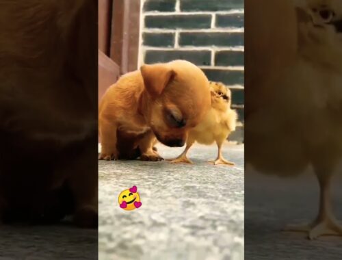 Cute puppy vs chick | lovely movements