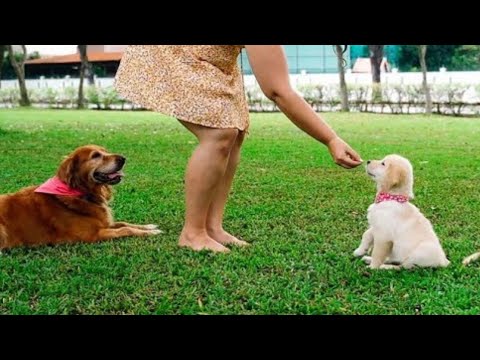 Cute puppy | Awesome dogs   #shorts #doglovers