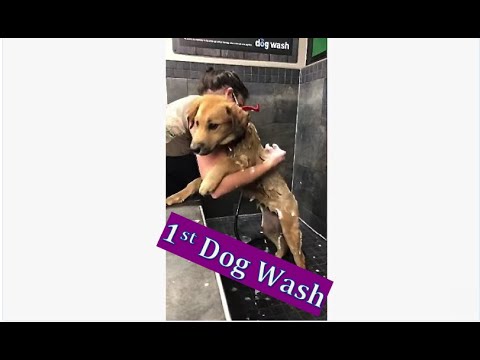 Cute Puppy Rottweiler Lab Gsd mix First Wash at PetValu #shorts #dogvlog #shortvideos #petvalu