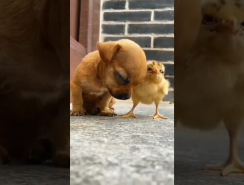 Cute Puppy Sleeping | Affection Between Baby Dog & Colorful Chick | Dog Sleeping Video!!!#Shorts