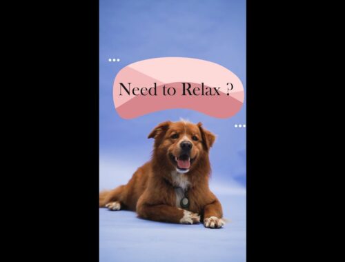 NEED to RELAX ? Relaxing time with Cute Puppy , Golden Retriever , Funny  Dog Video #youtubeshorts