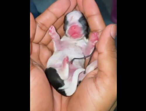 Pitbull new born baby status//Pitbull dog status//Pitbull cute puppy status//#short