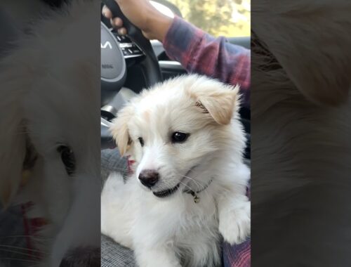 Cute puppy raja long drive par //funny videos//animals dogs//#dog#shorts