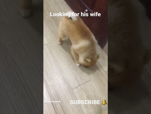 How cute puppy while finding its wife #MalineChannel #Puppy