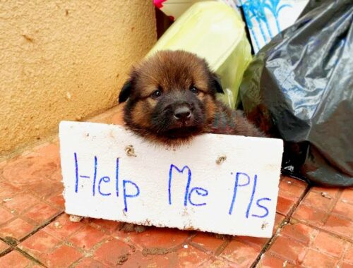 cute poor puppy crying asking for human help | Animal rescue that melt your heart