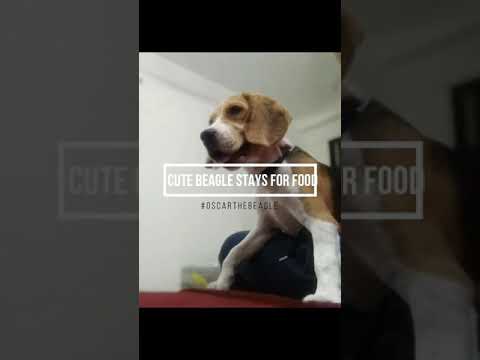 Cute puppy stays for food | #oscarthebeagle #beaglepuppy | Compilation