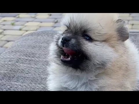 cute puppy smile with funny Moments his life & enjoy his life