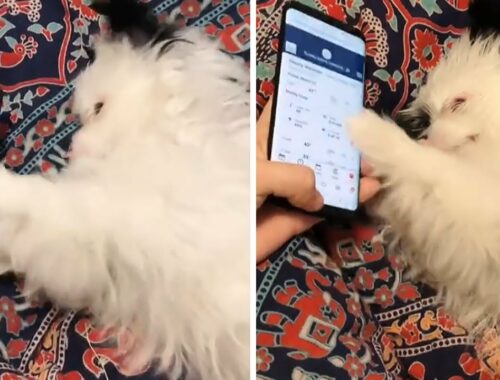 Cute puppy aggressively scrolls through owner's smartphone