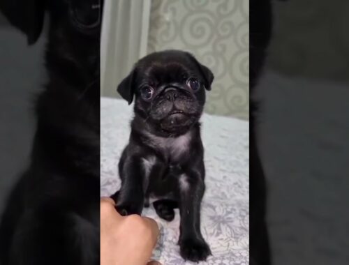All of me is cute | cute funny animals 2021 #shorts #cute #puppy