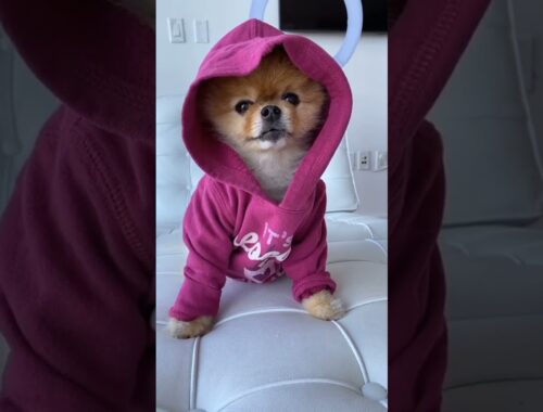 cute puppy #pets #puppy #shorts