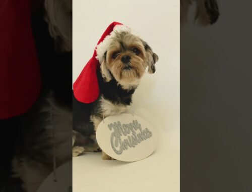 Cute puppy wearing Santa Hat #short #shorts #christmas #animals #funny #cute #dog #puppy