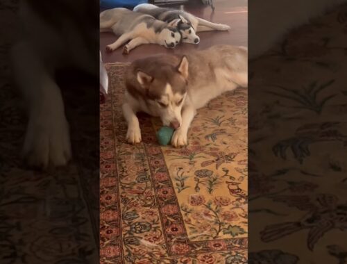 A Happy Husky Playing With His Toy#shorts #husky #cute #puppy