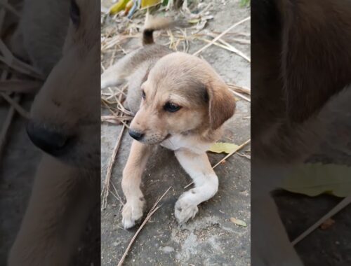 cute puppy cherry #our pet