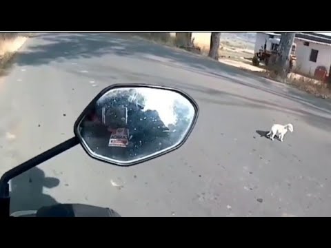 Cute puppy on middle of the road