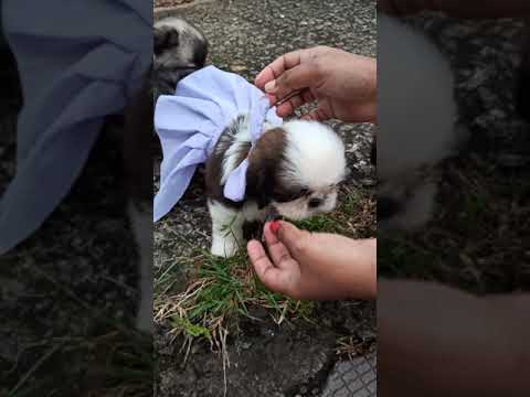 Cute puppy dress stitching ideas