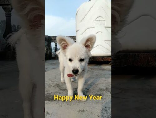 HAPPY NEW YEAR 2022 || cute puppy dolly #indianspitz  #happynewyear #subscribe