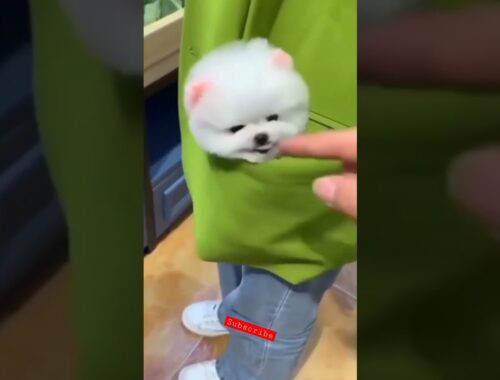 Play with A cute puppy #baby #pupy #cute #cutebaby #comedy #short #shorts