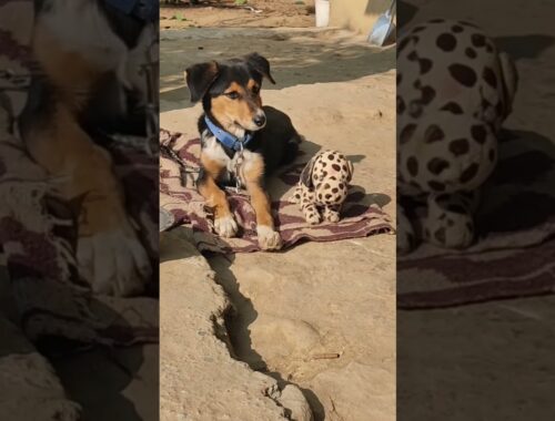 Cutest Dog Video | Small Dog | Cute Dog | Cute Puppy | Tu Koi Kutta Ni Rakheya #shorts #shortvideo