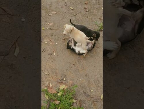cute dog video Oreo||Dengerous Dog ||cute puppy #shorts #doglover #trending videos#viralshorts