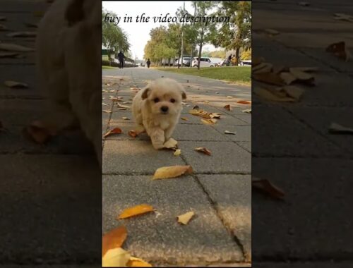 #dog #pet #dogsoftiktok #cute #puppy #puppylove #puppydog #puppytiktok #shorts