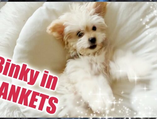 Binky in Blankets: 5 minutes of cute puppy joy!