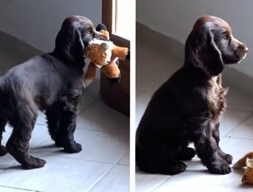 This dog's reaction is SO CUTE (Puppy Looks sad when door closes in front of him)