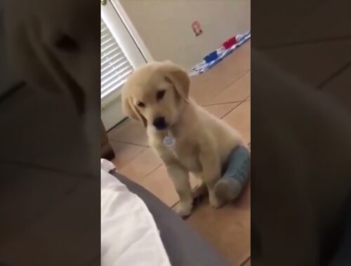 Funny Cute Puppy All Confused While His Hurt leg #Shorts