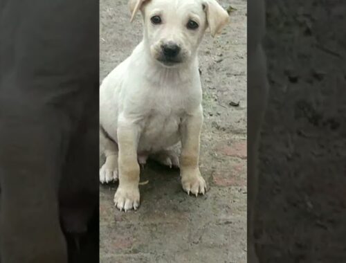 cute dog video Oreo||Dengerous Dog ||cute puppy #shorts #doglover #trending#viralshorts #reels
