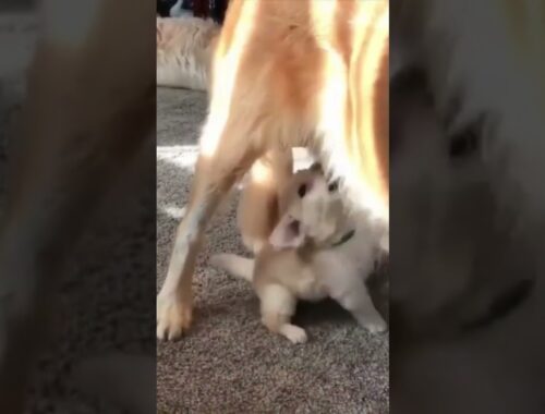 Funny Cute Puppy Trying Reach His Mum For Milk #Shorts