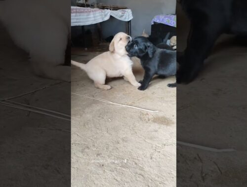 cute puppy video / cute dog puppy video